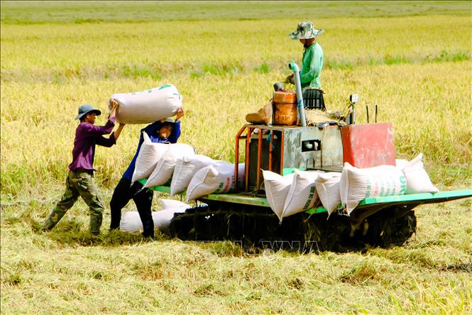 Giá xuất khẩu gạo tăng trung bình khoảng 30 USD/tấn.